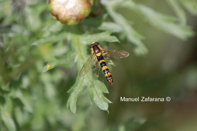 Sphaerophoria scripta M (Syrphidae)